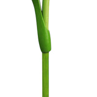 Tulip on a stem  blue white