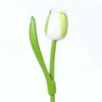 Tulip on a stem  white green