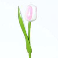 Tulip on a stem  white pink