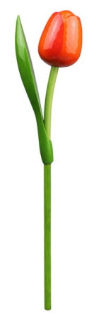 Tulip on a stem  orange red