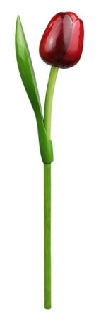 Tulip on a stem  red aubergine